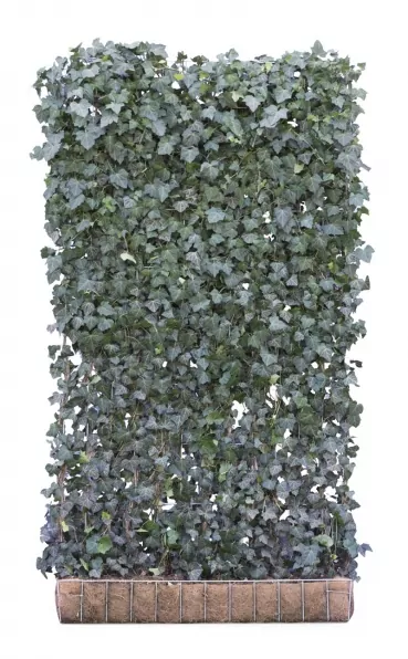 Efeu-Element | 220 x 120 cm
