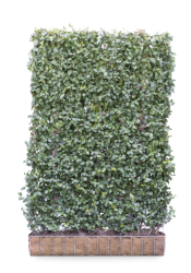 Euonymus | 180 x 120 cm