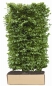 Preview: Hainbuche Höhe 200 cm