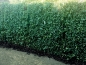 Preview: dichte Euonymus-Hecke