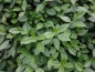 Preview: Euonymus winterhart, immergrün