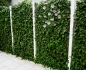 Preview: Blühende Hecke Efeu mit Clematis Preview: Blühende Hecke Efeu mit Clematis