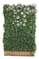 Preview: Efeuhecke mit Clematis, blühende Hecke Preview: Efeuhecke mit Clematis, blühende Hecke