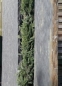 Preview: Schieferstele | 3-7 cm x 50 cm | 2.50 m
