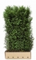 Preview: Premium Fertighecke Eibe-Hecke