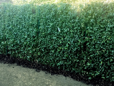dichte Euonymus-Hecke