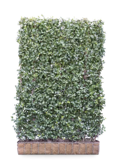 Euonymus Hecke, besonders robust