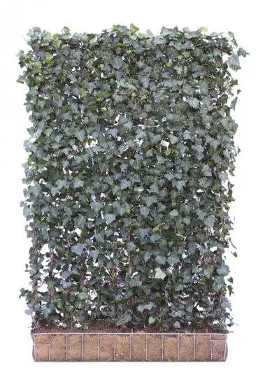 Efeu-Element | 180 x 120 cm
