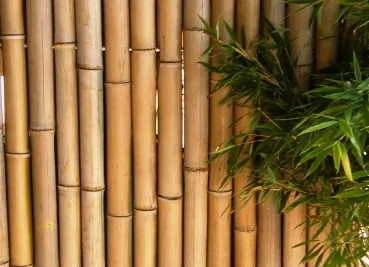 Bambus Rohre
