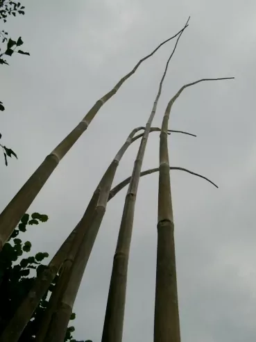 Bambusstange | L. 3,50 m | für Gartenfahnen