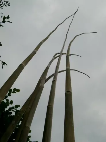 Bambusstange Gartenfahnen