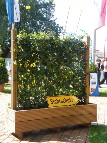 Hecke im Hartholztrog als Sichtschutz im Garten