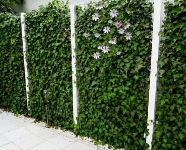 Blühende Hecke Efeu mit Clematis