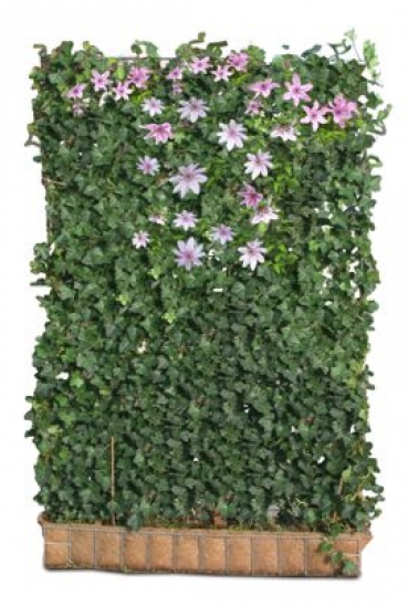 Hecke Zeichnen