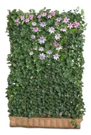 Efeu-Hecke mit Clematis H 180 x B 120 cm