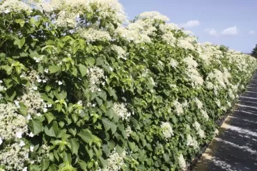 Hecke Hortensie