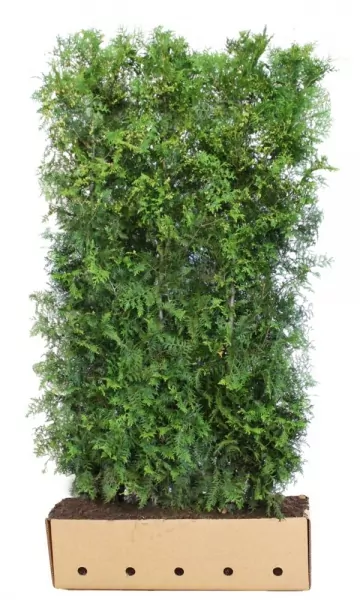 Thuja Hecke Premium Fertighecke immergrün