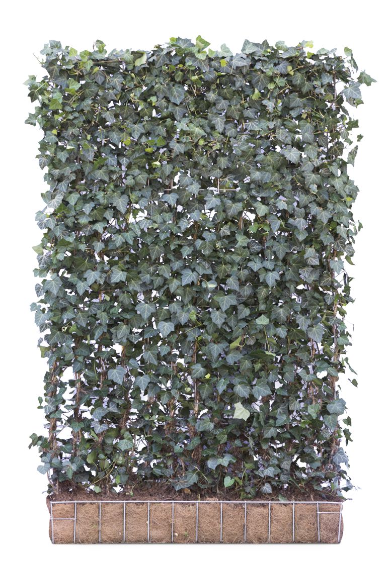 EfeuElement 180 x 120 cm