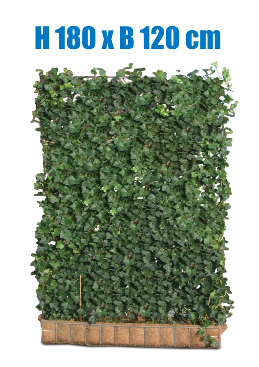 Mobilane Fertighecke® Efeu 180 x 120 cm