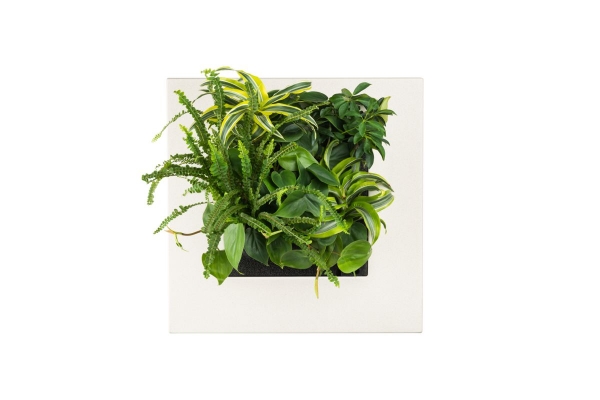 LivePicturego-bamboo-natural LivePicturego-bamboo-natural