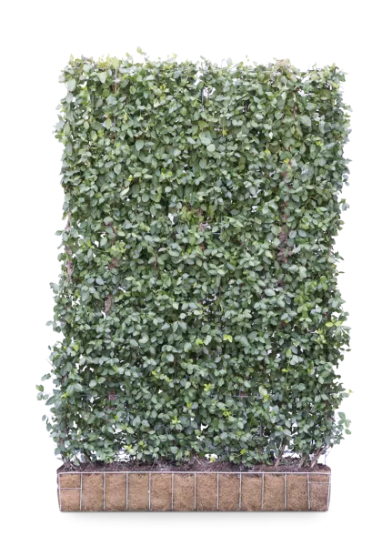 Euonymus Hecke, besonders robust