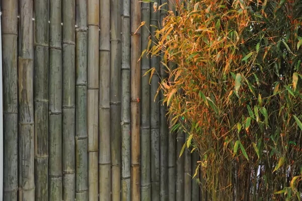 Bambuselement Rohre Frischgrün