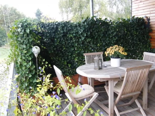 Efeu Bepflanzter Heckentrog auf der Terrasse als Sichtschutz