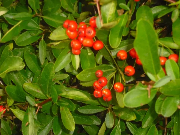 Feuerdorn im Garten Detail Beeren