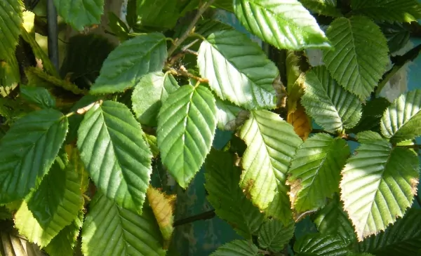 Hainbuche, blickdichte Hecke