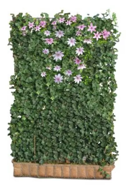 Efeuhecke mit Clematis, blühende Hecke