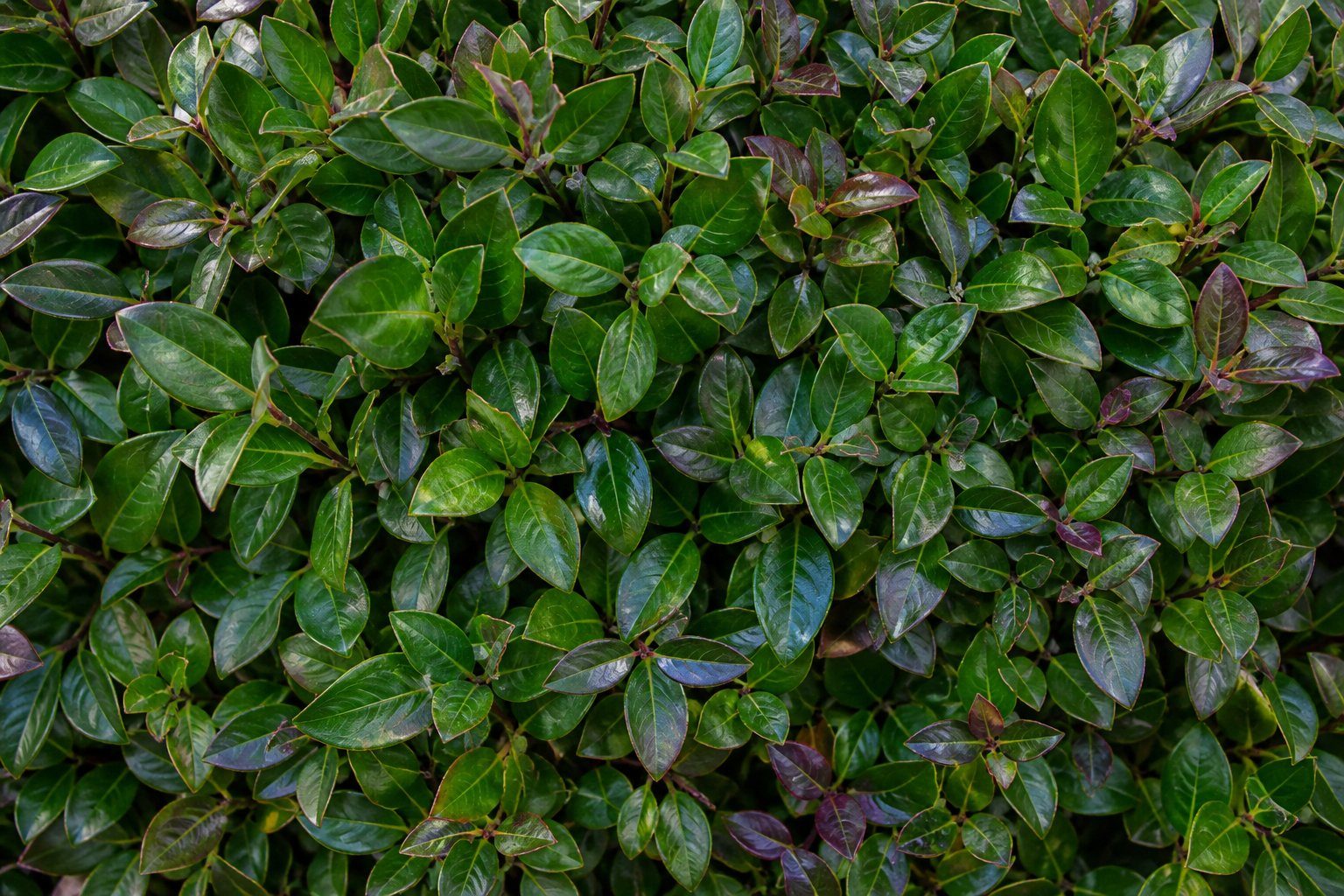 Dichtes wintergrünes Laub einer Euonymus Premium Fertighecke mit rötlicher Färbung