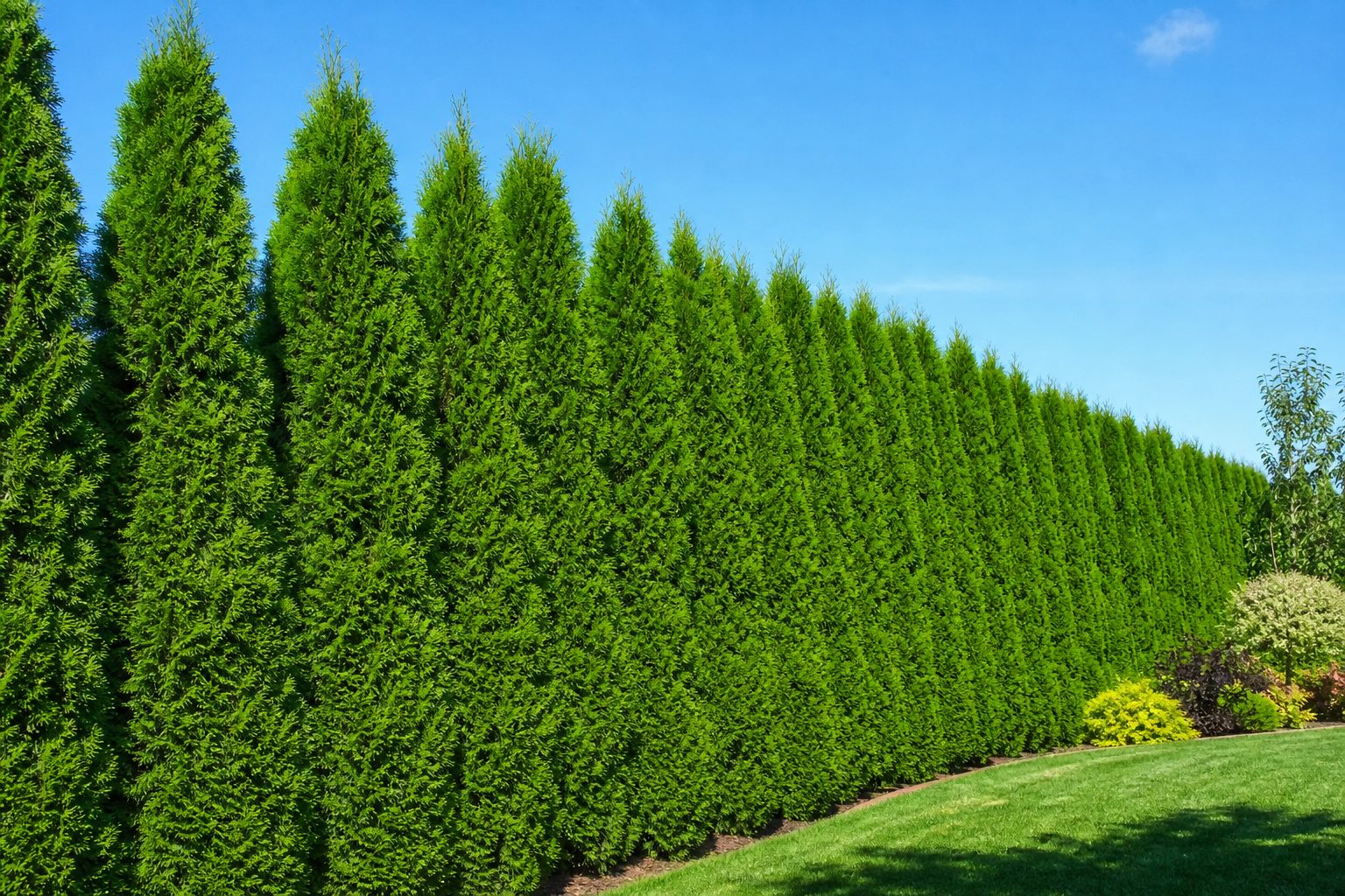 Dichte immergrüne Thuja Smaragd Premium Fertighecke als Sichtschutz im Garten