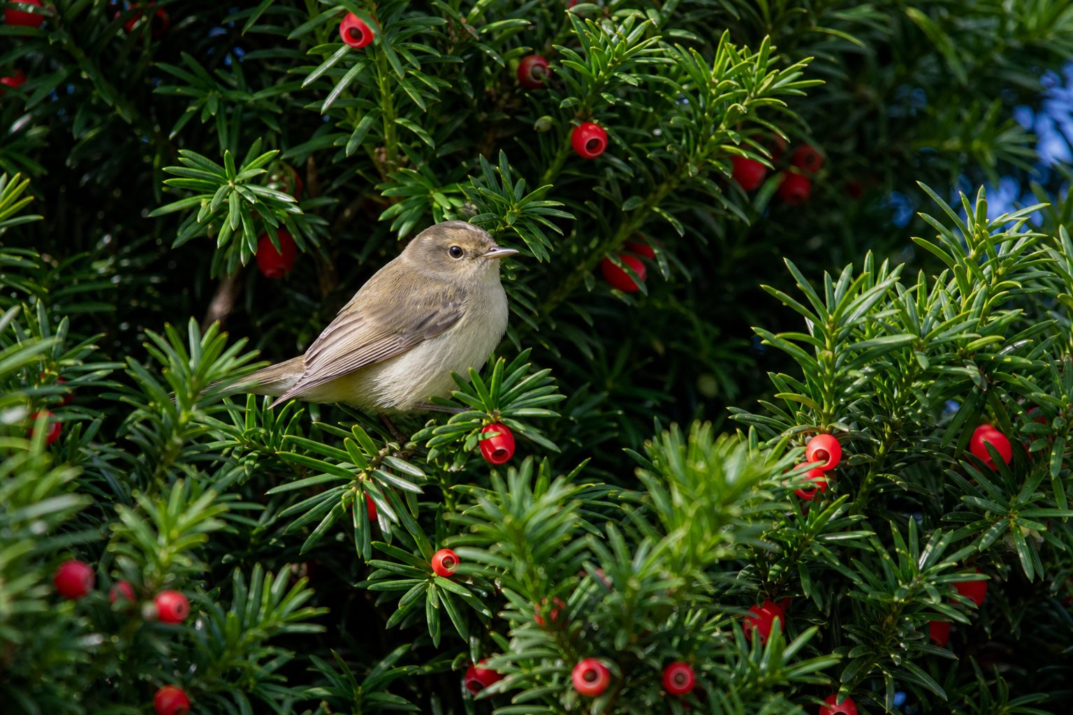 Vogel in dichter Eibenhecke mit roten Fruchtbechern