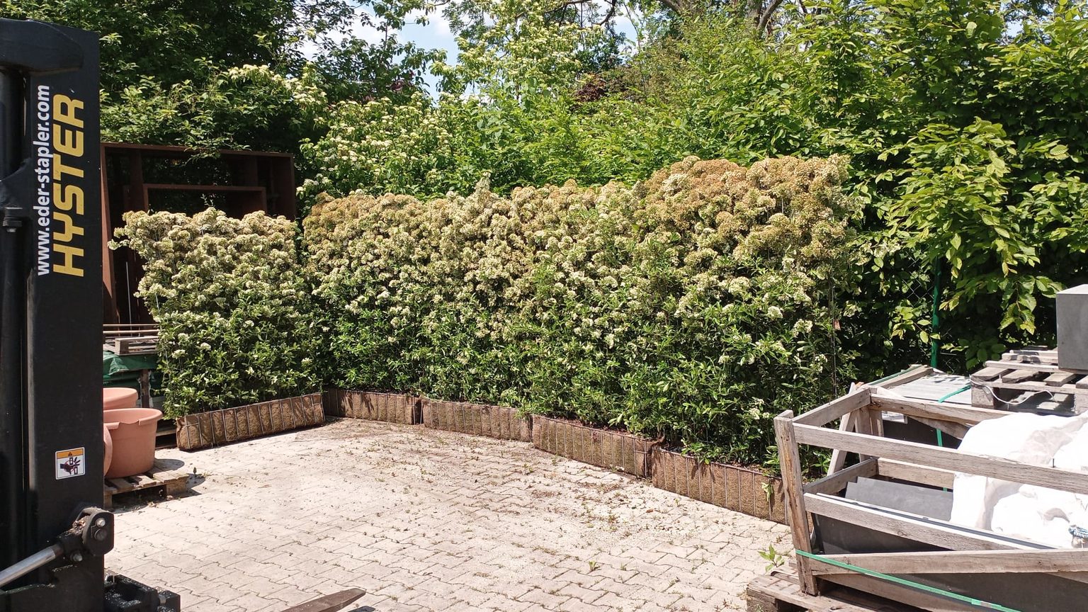 Feuerdorn Premium Fertighecke mit leuchtenden Beeren