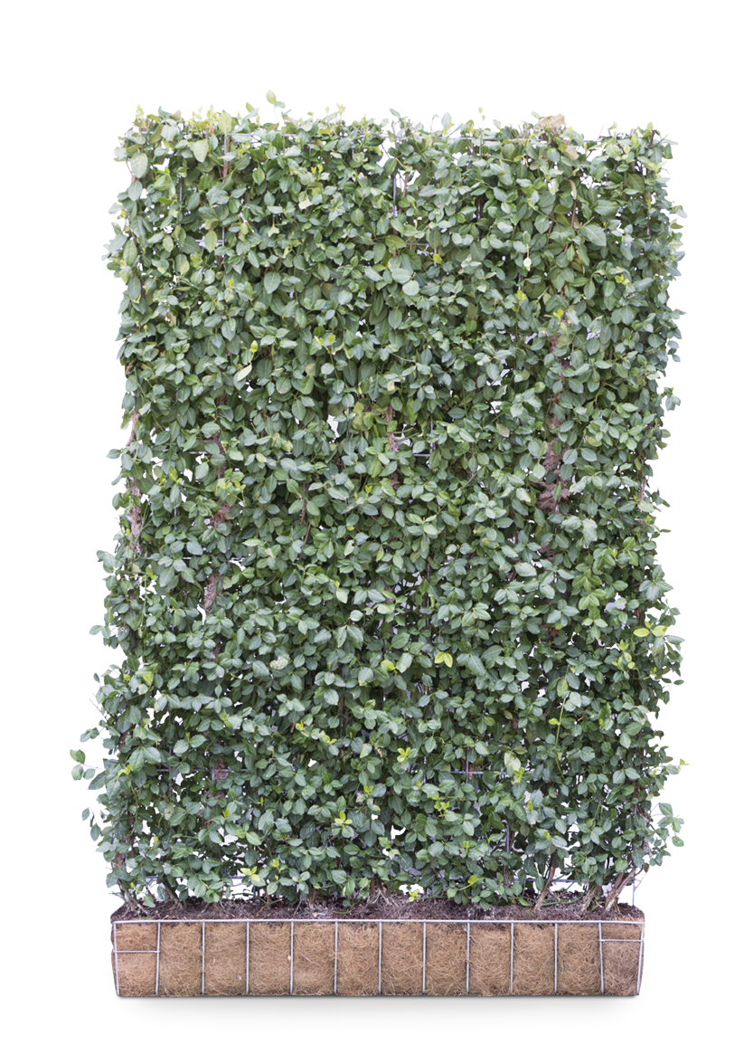 Euonymus | 180 x 120 cm