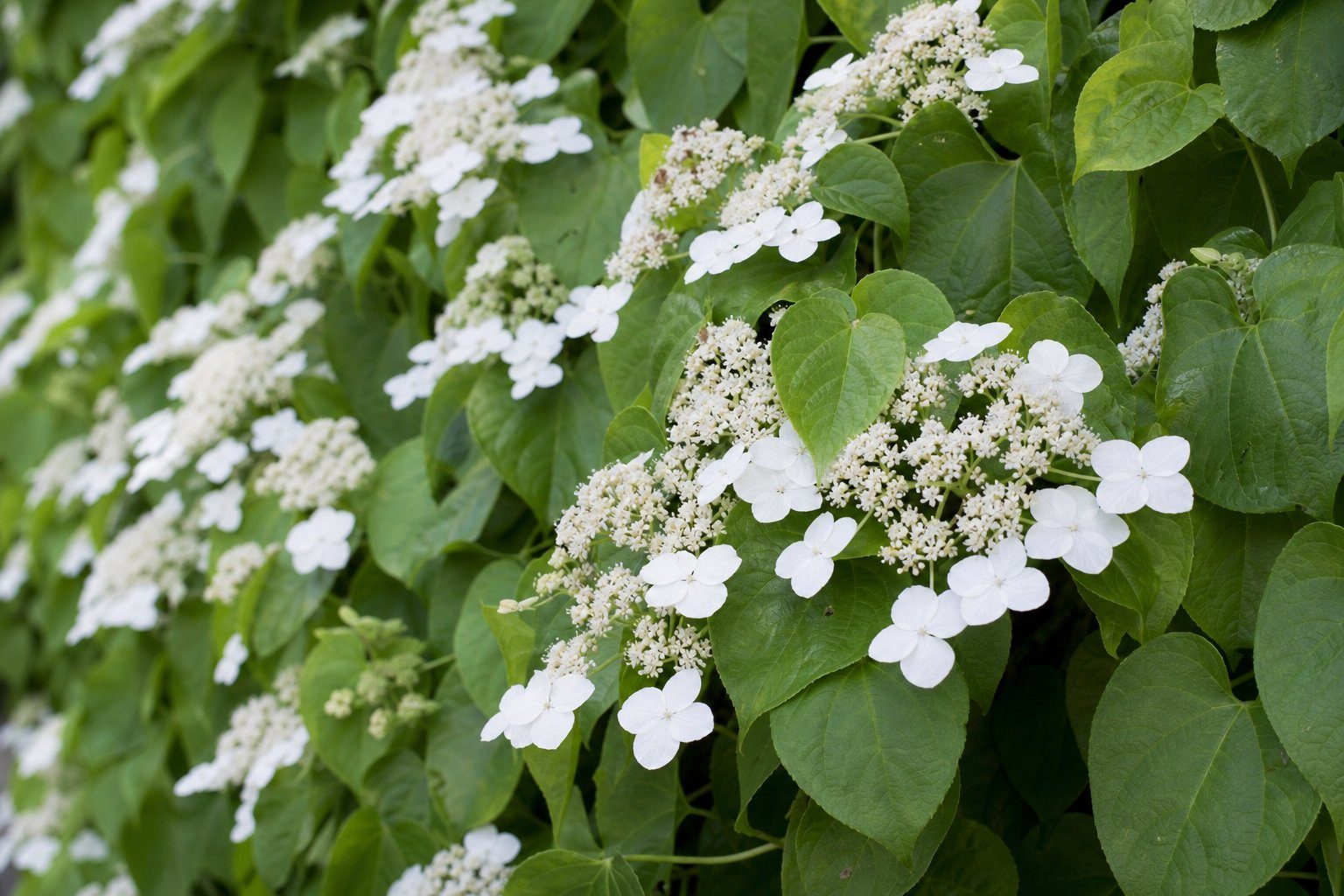 Weiße Blütenteller der Kletter-Hortensie über frischgrünem Laub