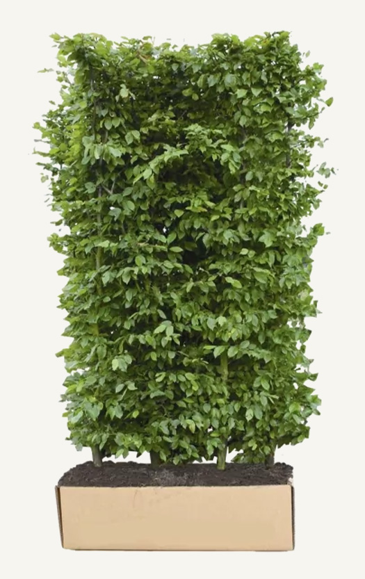 Premium Fertighecken