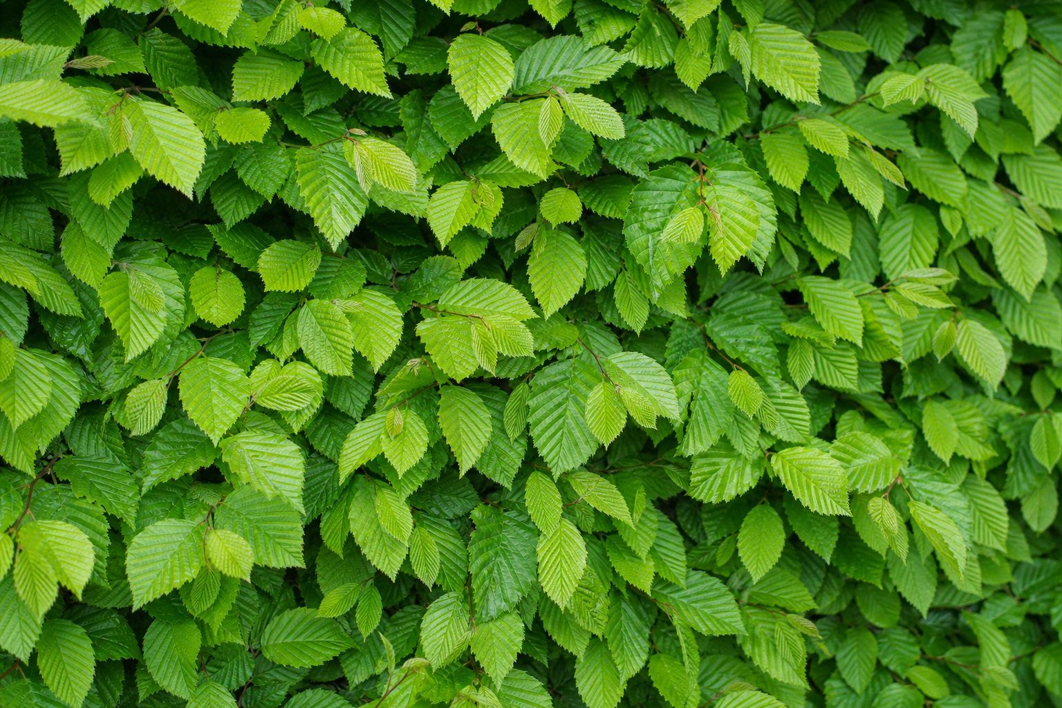 Dichtes frischgrünes, geripptes Laub einer Hainbuchenhecke