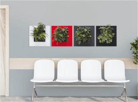 LivePicture GO - Pflanzenbilder