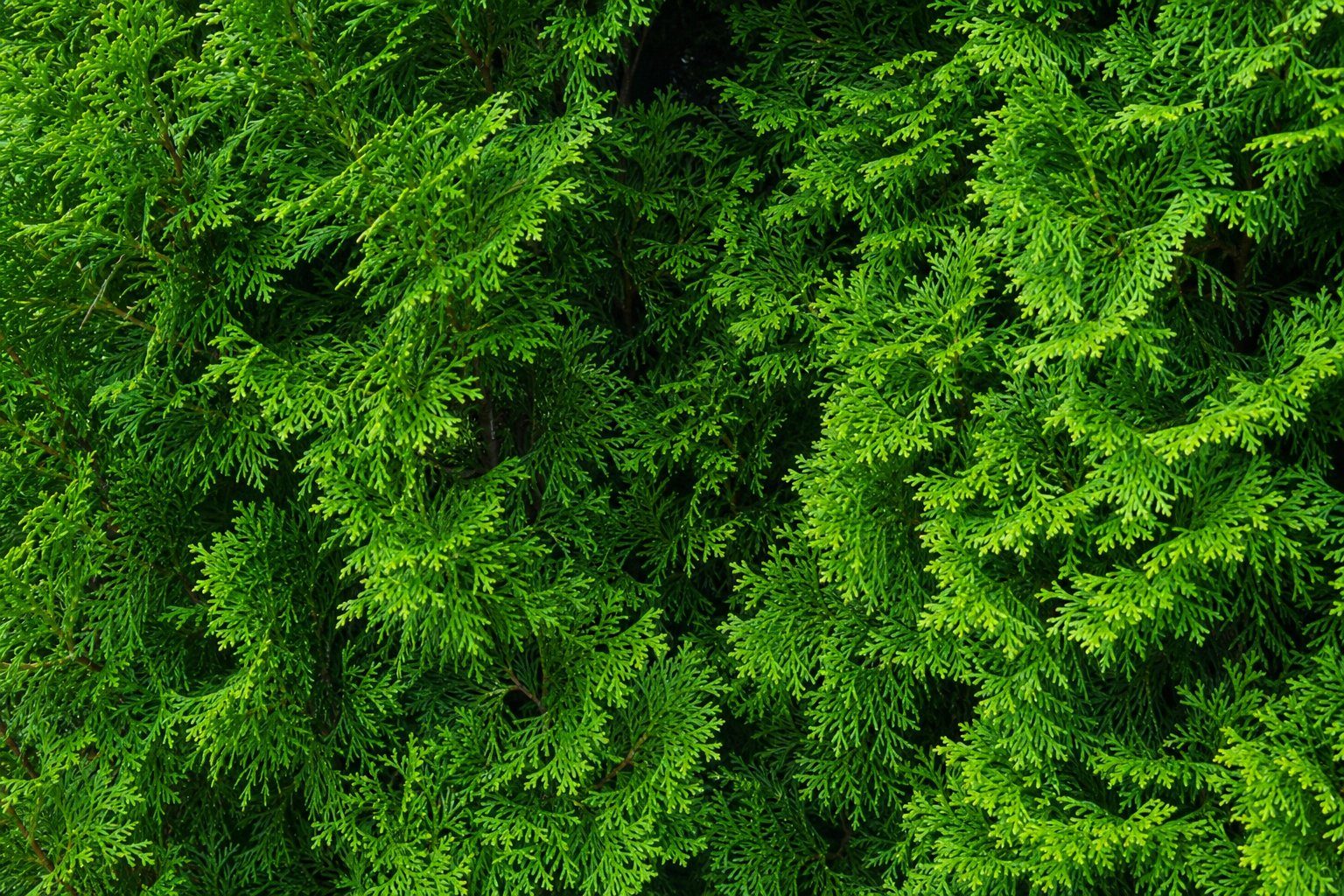 Dichte smaragdgrüne Schuppennadeln einer Thuja-Smaragd-Hecke