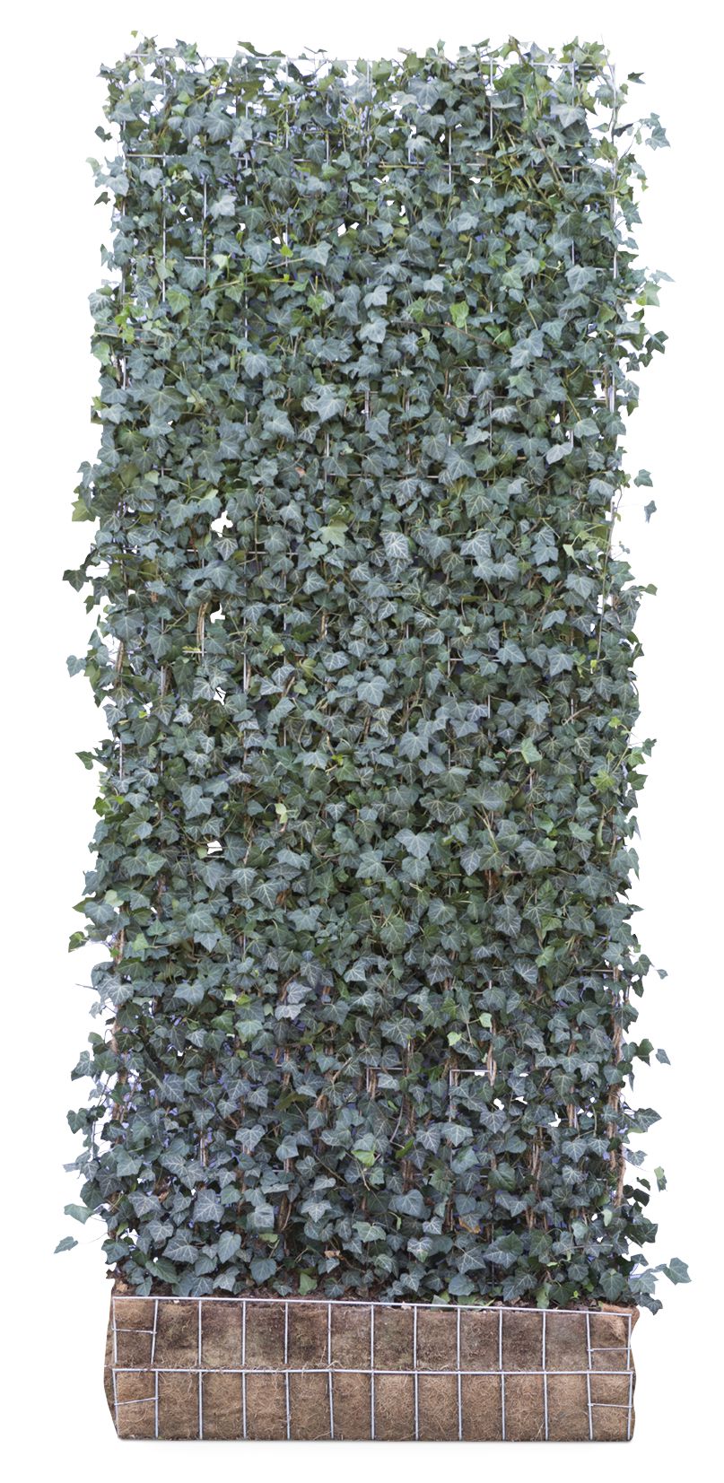 Efeu-Element | 300 x 120 cm