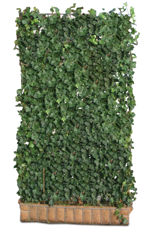 Efeu-Element | 200 x 120 cm