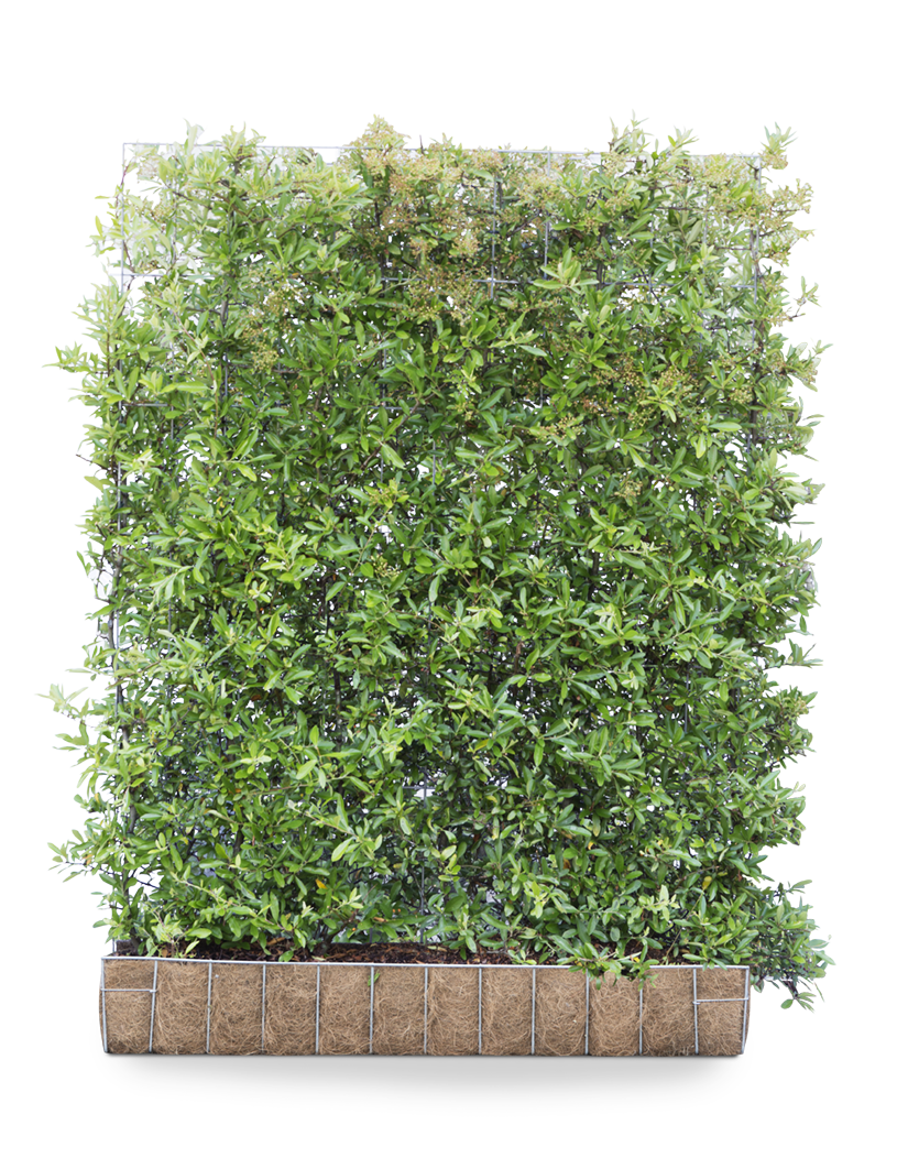 Feuerdorn | 155 x 120 cm