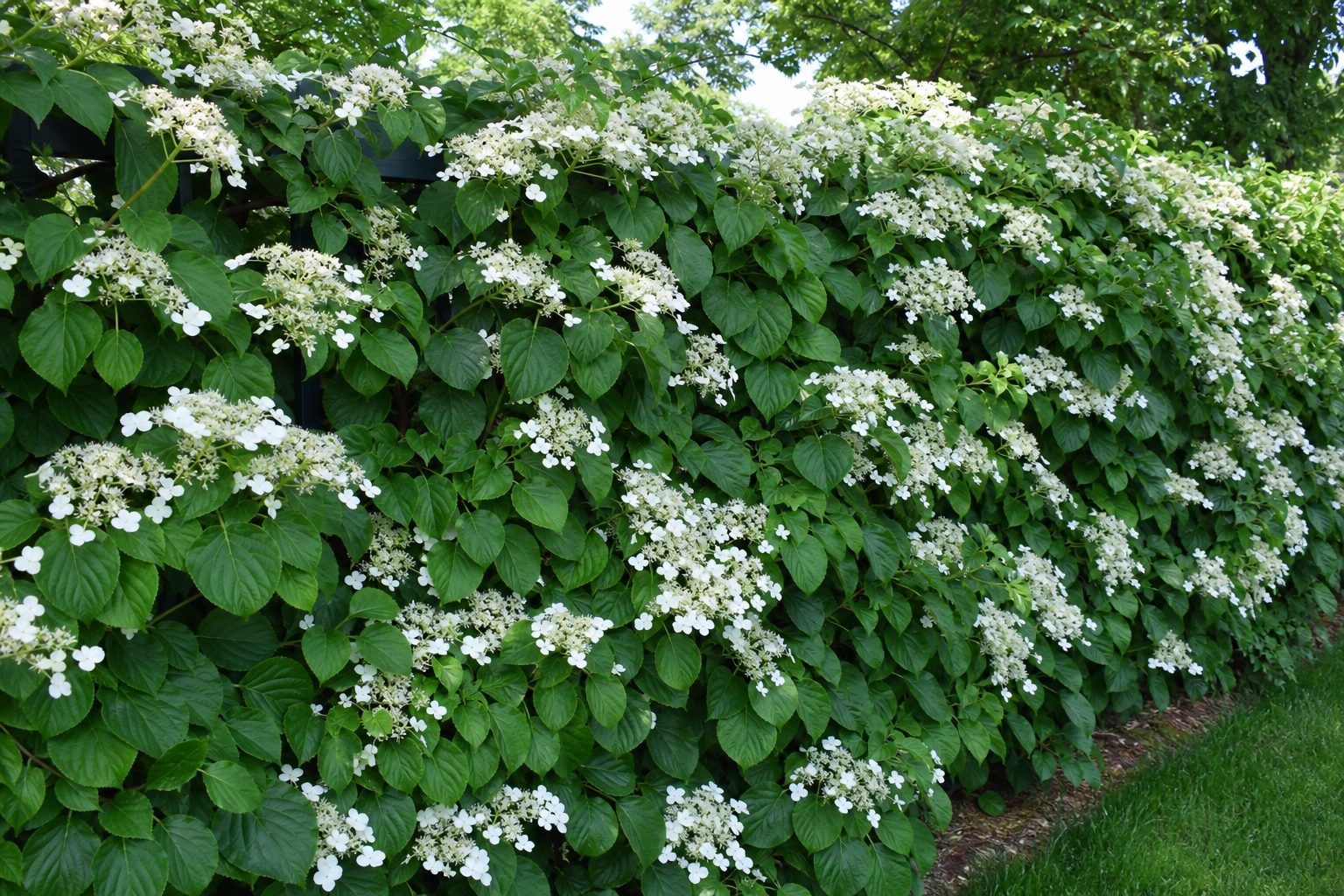 Blühende Kletter-Hortensie Premium Fertighecke als grüner Sichtschutz