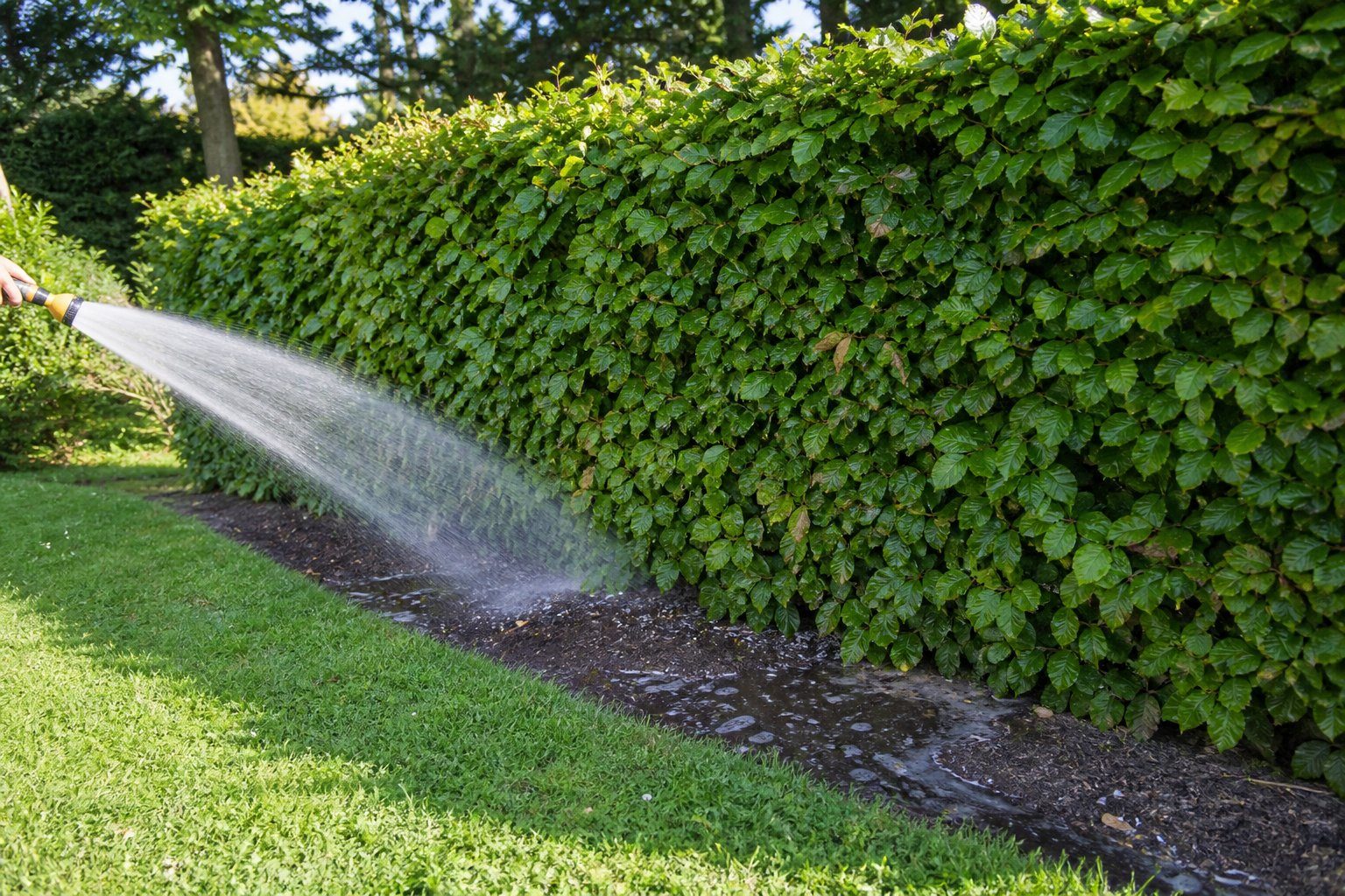 Frisch gepflanzte Rotbuchenhecke wird mit dem Gartenschlauch gewässert