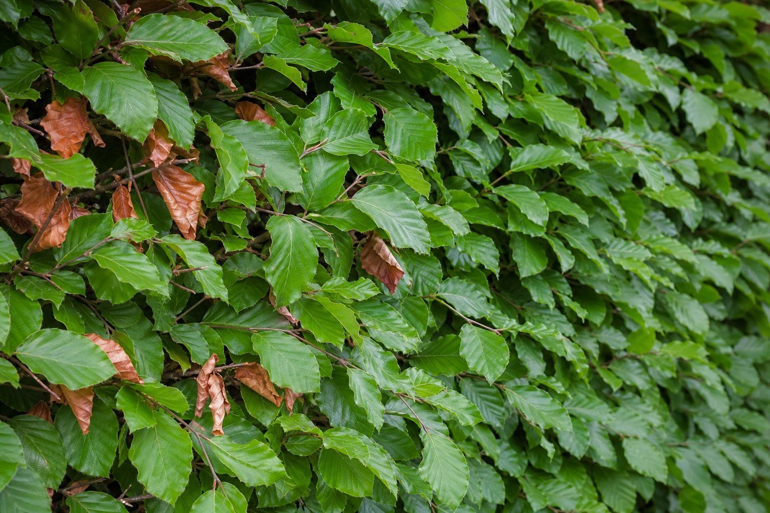 Dichtes frischgrünes Laub einer Rotbuchenhecke mit einzelnen haftenden braunen Blättern