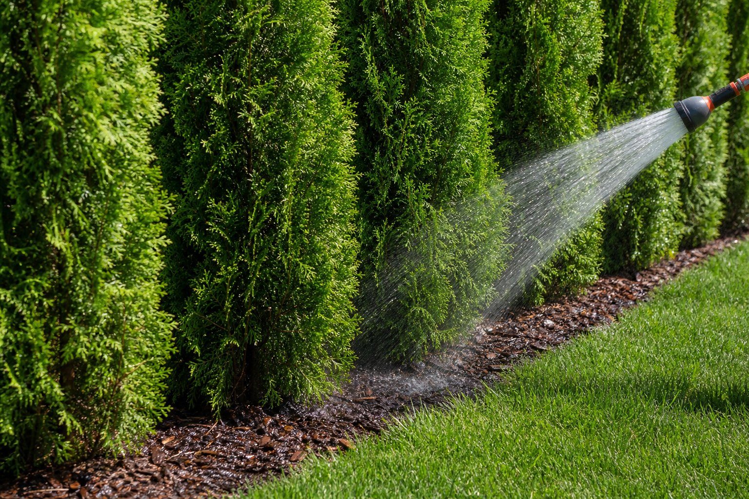 Frisch gepflanzte Thuja-Smaragd-Hecke wird mit dem Gartenschlauch gewässert