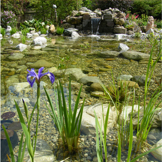Teich mit Bepflanzung