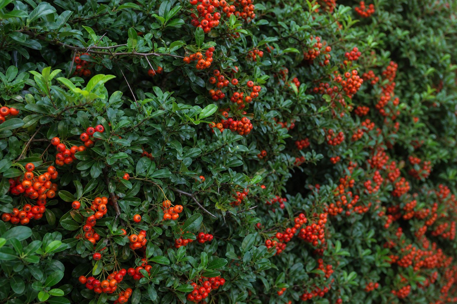 Orangerote Beeren und dichtes grünes Laub einer Feuerdornhecke