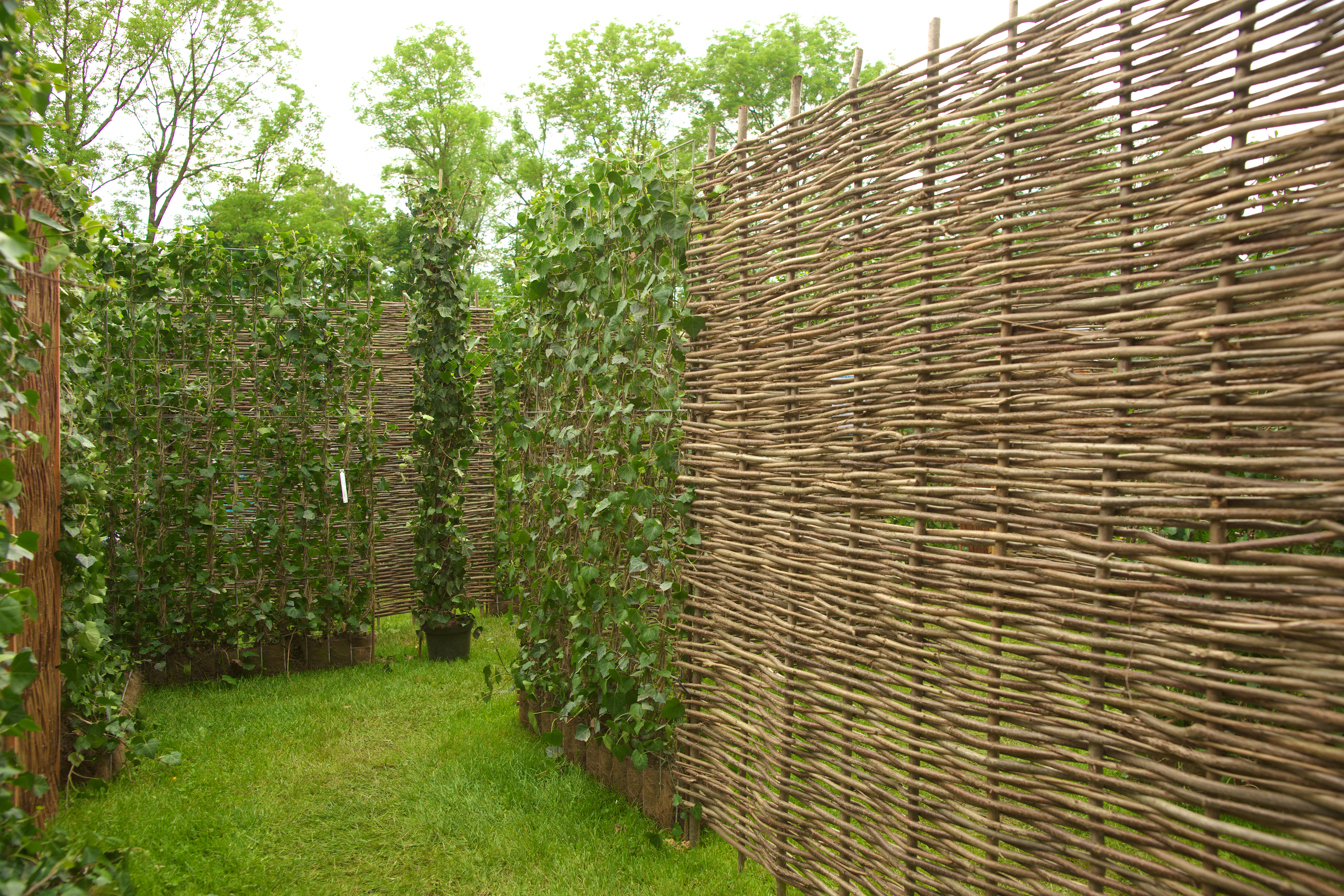 Haselnuss | 180 x 180 cm | Sichtschutz